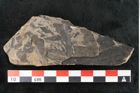 Foto (Detailansicht) von Taeniopteris lomariopsis Ettingshausen (NHMW-GEO-2024-0188-10320)